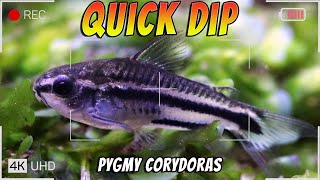 Quick Dip into The Pygmy Cory Catfish  Corydoras pygmaeus [upl. by Lapointe513]