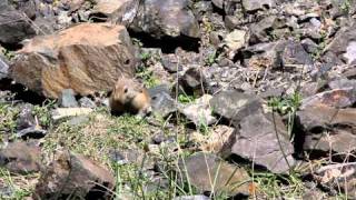 Pallass Pika in the Gobi Altai [upl. by Dowd29]