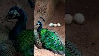 Peacock eggs  నెమలి గుడ్లు wildlife animals zoo shortsfeed shorts trending viral birds [upl. by Prescott]