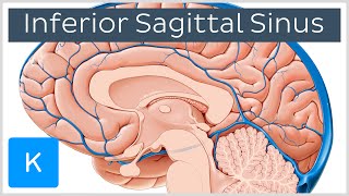 Inferior Sagittal Sinus  Human Anatomy  Kenhub [upl. by Brig418]