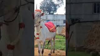 Farmer Bharath amp Family Performed shreemanthaBaby Shower to Hallikar cow [upl. by Terbecki277]