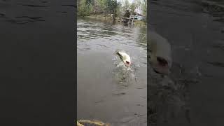 Vernon Lake  Leesville Louisiana  Kayak Bass Fishing [upl. by Ahcsrop526]