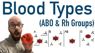 Blood Types ABO and Rh  Antigens and Antibodies [upl. by Ybot528]