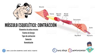 Fisiología Músculo esquelético  Mecanismo de contracción muscular  Parte 2 [upl. by Noak373]