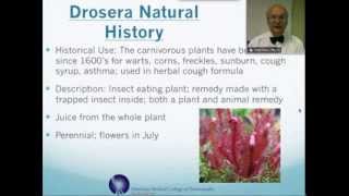 Drosera Rotundifolia Homeopathic Medicine Tips For Beginners [upl. by Anibur801]