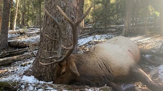 BUGLING BULLS IN NOVEMBER  Colorado Elk Hunt  Part 3 S6E12  Limitless Outdoors [upl. by Yzdnil]