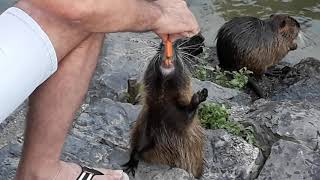 Nutria coypu  funny cute [upl. by Berlauda]