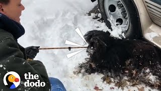 Severely Matted Dog Gets Rescued from a Blizzard  The Dodo [upl. by Calla295]