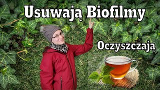 Oczyszczające Przeciwzapalne Usuwające Biofilmy Wykrztuśne  Dzikie Rośliny Jadalne🌿 [upl. by Eninnej]