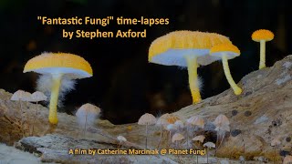 quotFantastic Fungiquot timelapses by Stephen Axford [upl. by Lerner]