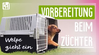 Welpe zieht ein Vorbereitung beim Züchter 3 Übungen [upl. by Eiuqram]