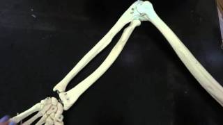 Appendicular skeleton Part 3  Distal arm [upl. by Iggam]