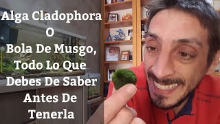 🔵 Bolas De Musgo O Alga CladophoraTodo Lo Que Debes Saber Antes De Tenerlas Acuarios MB [upl. by Ahsiyn]