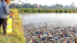 Tilapia Fish Farming  How to Feed Monosex Tilapia [upl. by Meir]