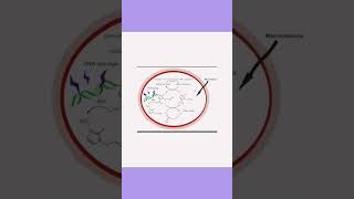 Metronidazole benzoate oral suspension 🩺 medicine pharmacy syrup [upl. by Einatsed]