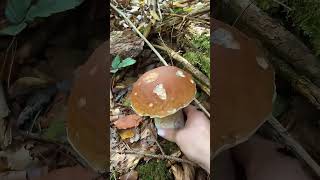 Mushroom Picking In The Rainy Season The Mushroom Era wildmushrooms mushroomforest [upl. by Anahcar]