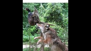 COYOTE  SKIN FLESH BREAK  Furbearing Animals  Video 2 of 2 [upl. by Aehsa]