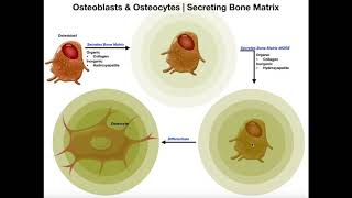 Functions of Osteoblasts amp Osteocytes  Organization of the Osteon [upl. by Bethel]