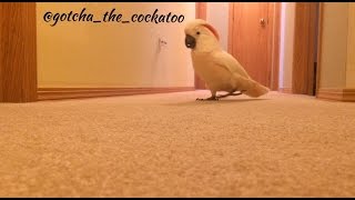 Crazy Cockatoo is running and yelling in the hallway again 😂 [upl. by Nnylsaj]