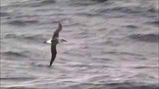 Gray headed Albatross in Antarctica [upl. by Binette120]