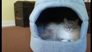 Luxury Cat Bed Urban Paw Jumbo Milo 2in1 Cat Bed Product Review  ねこ  ラグドール  Floppycats [upl. by Kiran]