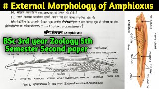 External Morphology of Amphioxus  Branchiostoma Morphology  BSc 3rd year Zoology 5th semester [upl. by Jenny894]