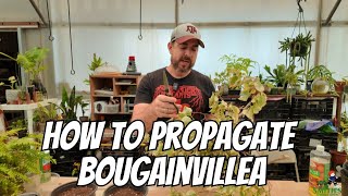 How To Propagate Bougainvillea [upl. by Aleiram262]