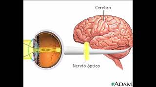 Órganos sensoriales Los Sentidos [upl. by Wilhide]