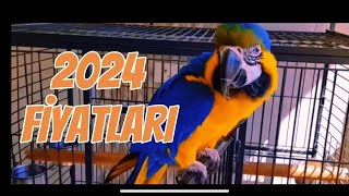 2024 MACAW ARA PAPAĞANI FİYATLARI [upl. by Torray91]