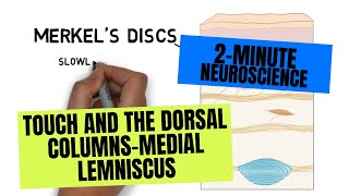 2Minute Neuroscience Touch and the Dorsal ColumnsMedial Lemniscus [upl. by Einad973]