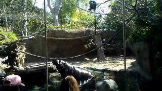 Pigmy Hippo and his monkey buddy playing at San Diego Zoo [upl. by Cyn]