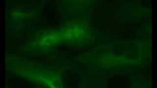 Mitosis  GFP microtubules in LLCPK1 cells [upl. by Solenne103]