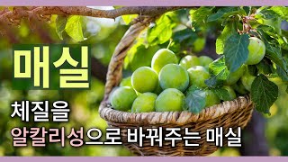 매실 1편 체질을 알칼리성으로 바꾸는 매실고 amp 자연 상생농법으로 더욱 건강한 매실 [upl. by Guidotti450]