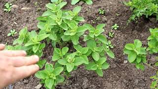 STEVIA Everything you need to know about how to harvest dry and store it [upl. by Biles125]