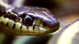 Male Garter Snake Tricks Other Males With His Female Scent  Life  BBC Earth [upl. by Kosaka]