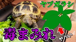 実は毒のカタマリ！？リクガメのエサとして最適な野草『ヤブガラシ』を徹底考察！！【シュウ酸】 [upl. by Marlowe]