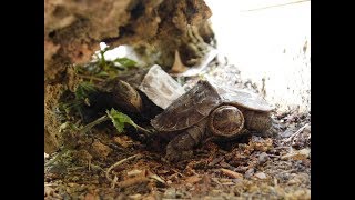 Unboxing 2 Asian Leaf Turtles from the Turtle Source [upl. by Elohc]