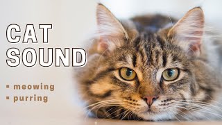 Realistic CAT SOUND  How to Attract a cat  How cats sound [upl. by Ragnar194]