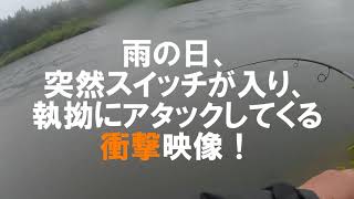 秋田サクラマス 雨の日、突然スイッチが入り執拗にアタックしてくる衝撃映像！ [upl. by Sirehc]