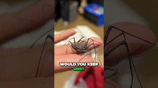 Would you keep a Tailless Whip Scorpion 🕷️ spider bug bugs terrarium invertebrate [upl. by Cami]