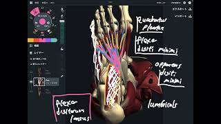 Anatomy of foot intrinsic muscles [upl. by Nileak]