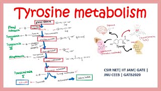 Tyrosine metabolism and related disorders  Phenyl ketonuria Alkaptonuria and Tyrosenimia [upl. by Budge48]