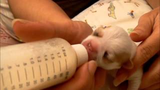 How To Care For Orphan Puppies Chihuahuas [upl. by Doris623]