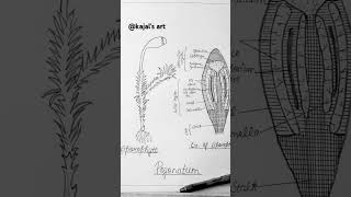 Sporophyte of Pogonatum diagrameasydrawing viral reels trending art shorts [upl. by Jordanna]