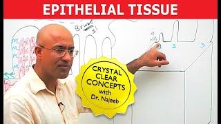 Epithelial Tissue Histology Explained for Beginners  Corporis [upl. by Cattan]