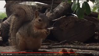 ASMR Sparrows and Squirrel [upl. by Varin545]