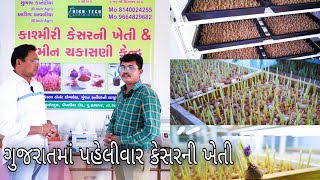 gujarat ma paheli var kesar ni kheti  Gujarat ma orgenic kesar ni kheti lakho ni 💰 🤑 💰 🤑 kamani [upl. by Debbi725]