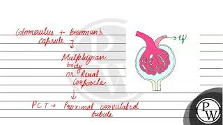 Draw a diagram of Malpighian body Why is the blood pressure higher in the glomerular capillaries [upl. by Nrubloc621]