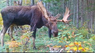 Wounded Giant Bull Moose  Wildlife Trail Cameras  2023 camera 5 [upl. by Sussna]