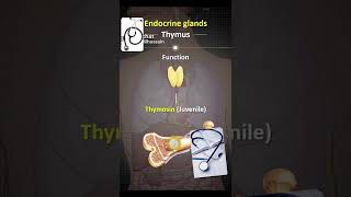 Glands exocrine and endocrine [upl. by Oirottiv]